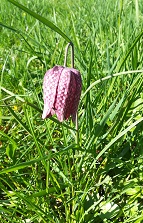 Fritilaire.jpg