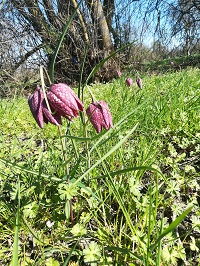 Fritilaires.jpg